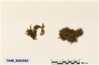 藏品(粗枝苔屬)的圖片